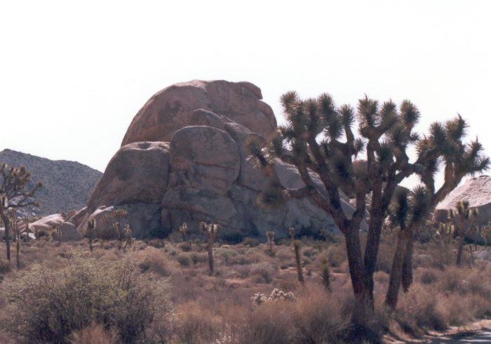 ../Images/197.Joshua Tree Natl. Mon.jpg